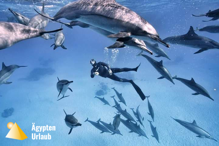 Schwimmen Mit Delfinen In Marsa Alam | Ägypten Urlaub