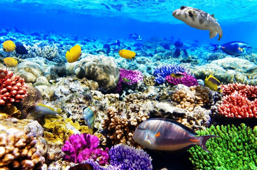 Korallenriff in Abu Dabbab bei Marsa Alam mit bunten Fischen im Roten Meer